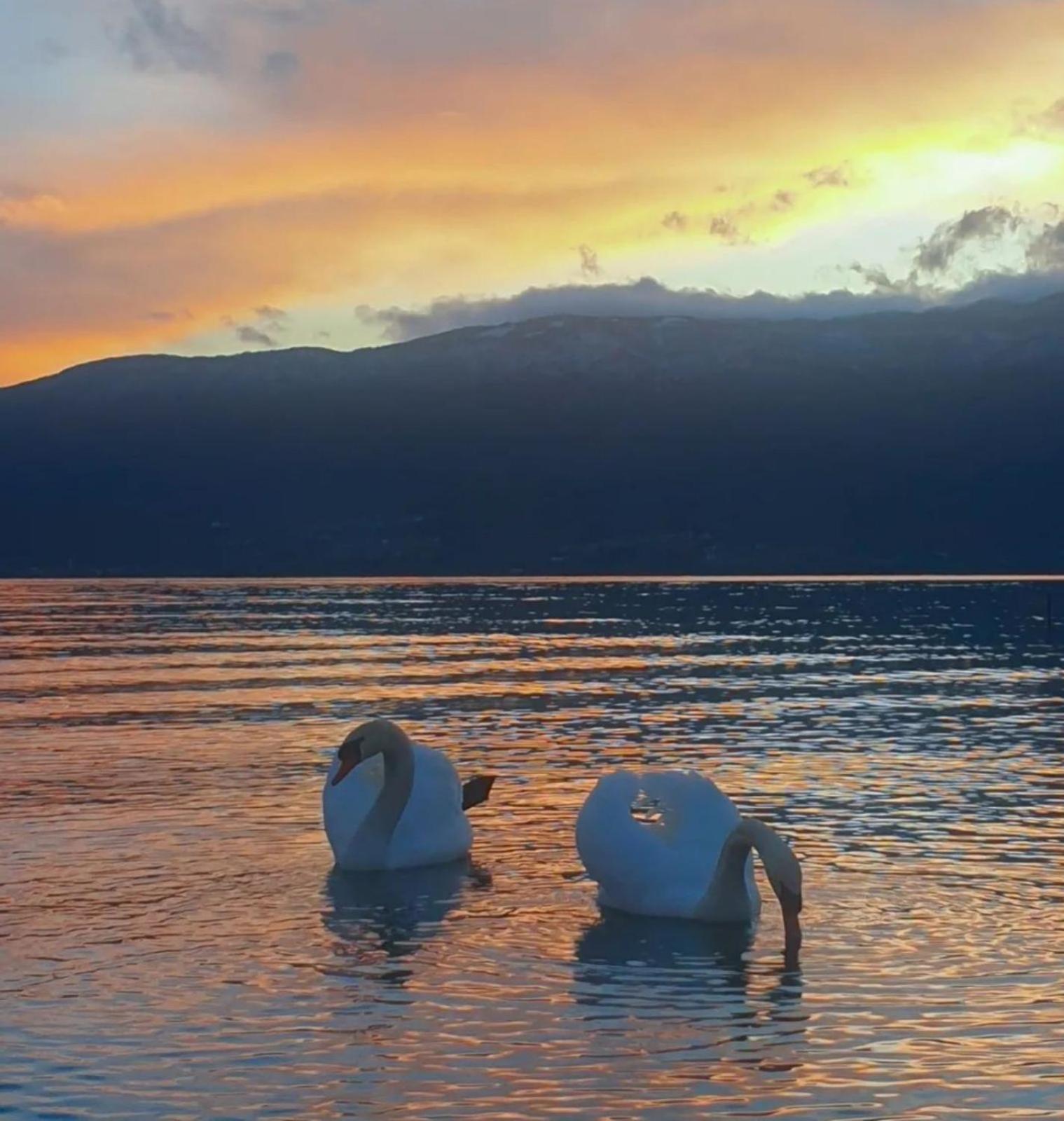 Vila Bolonja Otel Struga Dış mekan fotoğraf